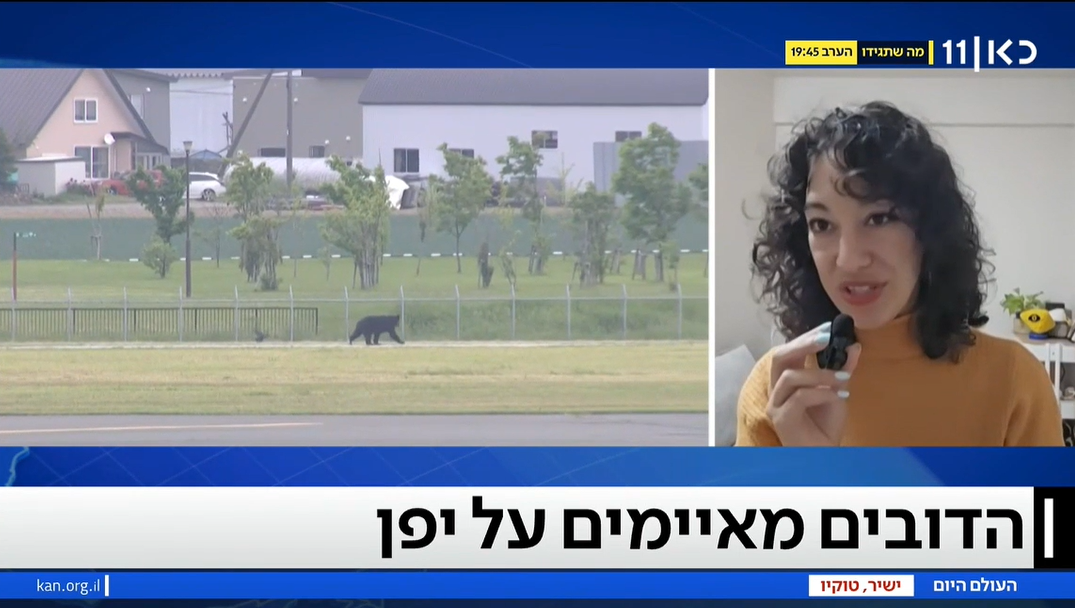 שיא בתקיפות דובים ביפן